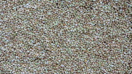Green buckwheat background. Top view, close-up.