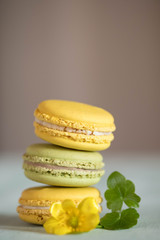 Macarons with nice yellow flower on blue wooden table