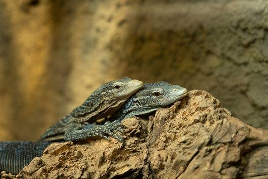 Two lizards resting on rock and hugging