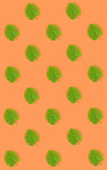 Tropical palm monstera leaves lies on a pastel colored paper. Nature summer concept pattern. Flat...