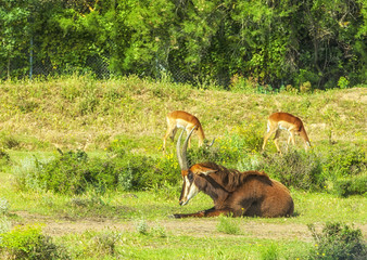 Wild Impala antelope on an Safari park, France