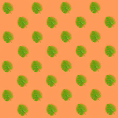 Tropical palm monstera leaves lies on a pastel colored paper. Nature summer concept pattern. Flat...
