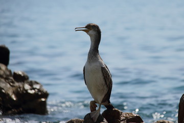 Double-crested Cormorant birds are sitting on rocks in the sea 