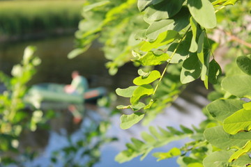 green leaves of tree