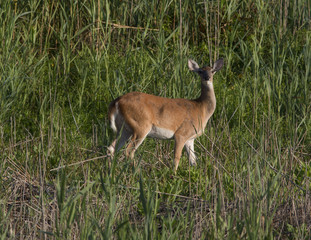 Doe standing in wetlands