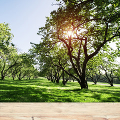 Park forest ecology background