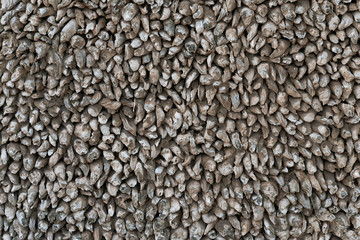wall made of oyster shells as background and texture