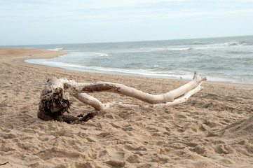 Driftwood Sand Beach ocean 4