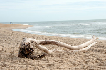 Driftwood Sand Beach ocean 3