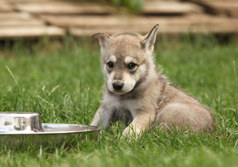Saarloos wolfhound puppy with bowl