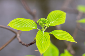 青々とした木の若葉