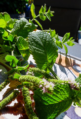 Für den Winter Pferminzeblätter ernten
