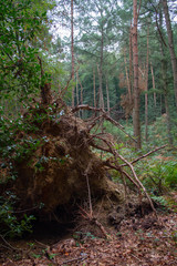 Obraz premium Forest (Reichswald, germany) near Kleve