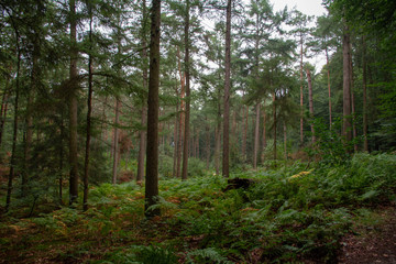 Forest (Reichswald, germany) near Kleve
