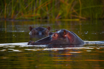 Fototapeta premium Nilpferd im Chobe River