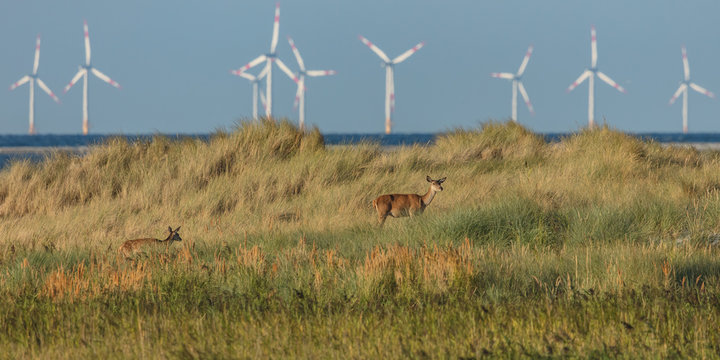 Windr&auml;der auf dem meer