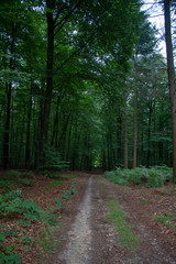 Forest (Reichswald, germany) near Kleve