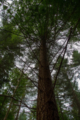 Forest (Reichswald, germany) near Kleve