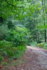 Obraz premium Forest (Reichswald, germany) near Kleve