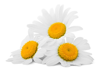chamomile isolated on white background, clipping path, full depth of field