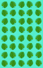 Tropical palm monstera leaves lies on a pastel colored paper. Nature summer concept pattern. Flat...