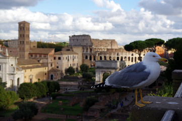 mouette surveillant les ruines de la ville de Rome