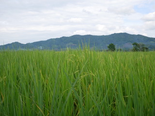 Fototapeta premium green wheat field and blue sky,outdoor nature