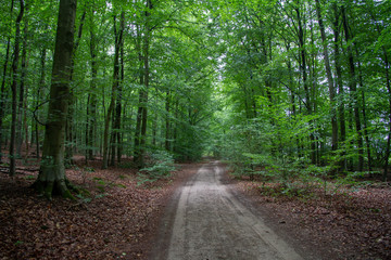 Fototapeta na wymiar Forest (Reichswald, germany) near Kleve