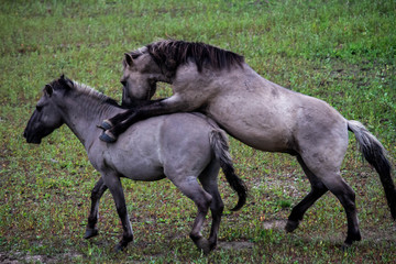 Obraz premium Horses fightinh in the Ooijpolder, close to Nijmegen (NL)