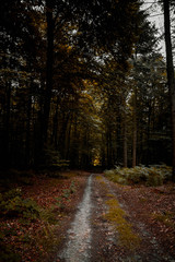 Forest (Reichswald, germany) near Kleve