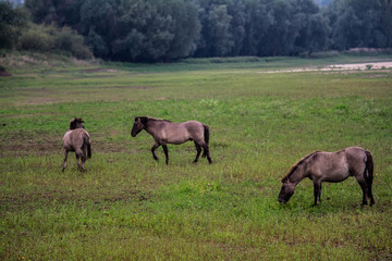 Naklejka na ściany i meble Horses fightinh in the Ooijpolder, close to Nijmegen (NL)