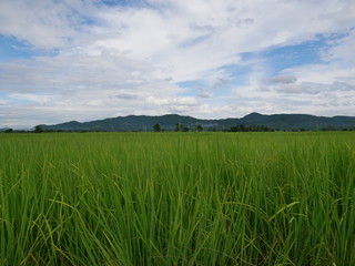green wheat field and blue sky,nature