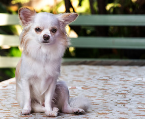 Beautiful chihuahua dog, On the table, Image select focus
