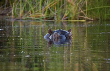 Nilpferd im Chobe River