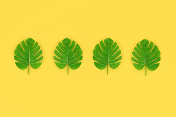 Tropical palm monstera leaves lies on a pastel colored paper. Nature summer concept pattern. Flat...