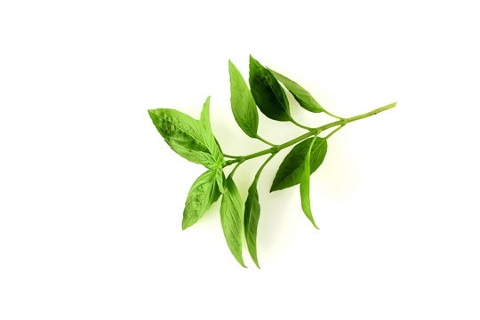 isolated fresh green basil herb leaves  on white background