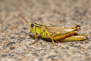 Two-striped grasshopper resting on sand