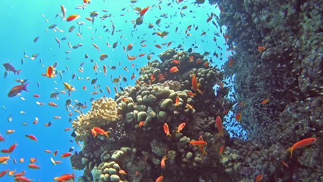 Beautiful underwater tropical coral reef landscape scene with shoals of anthias fish pseudoanthias squamipinnis