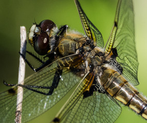 Brown Dgraon Fly