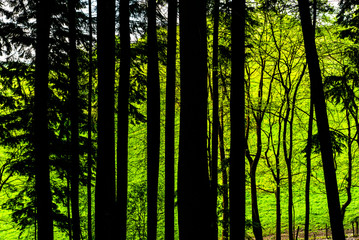 Fototapeta premium Tall trees backlit by bright green grass
