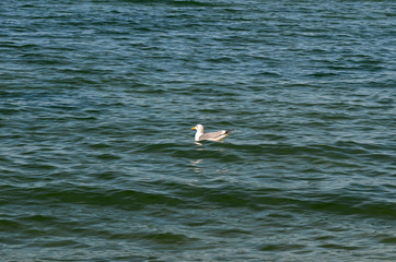 White gull on Ripple surface water of Lake Baikal