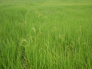 field of green grass,organic rice farm
