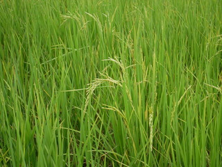field of green grass,organic rice farm
