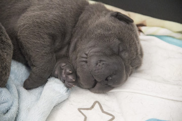 new born shar pei