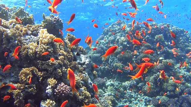 Beautiful underwater tropical coral reef landscape scene with shoals of anthias fish pseudoanthias squamipinnis