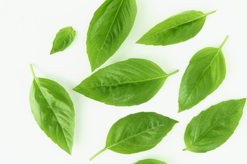 isolated fresh green basil herb leaves  on white background top view