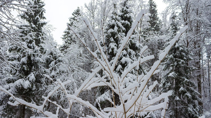 Russian forest in the frosty January day after the strongest snow blizzard. All last night it was snowing, which was accompanied by a strong north wind. Santa Claus sent the next winter gift for Xmas