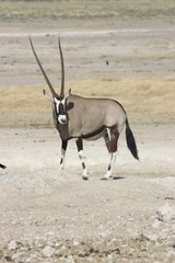 Gemsbok 8