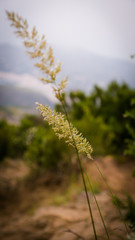 Gräser Landschaft Feld Natur Heilkräuter