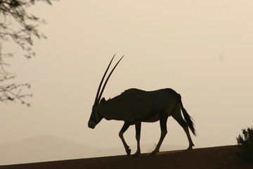 Gemsbok 4